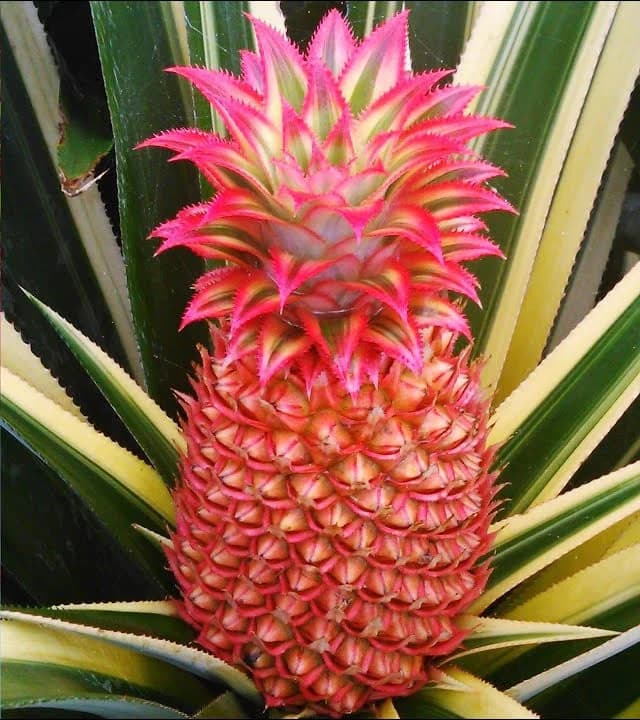 Product's image
